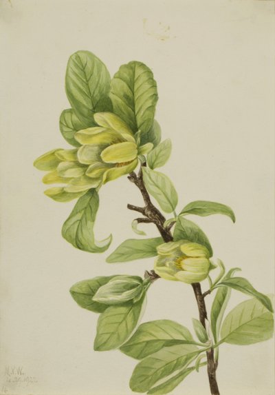  av Mary Vaux Walcott
