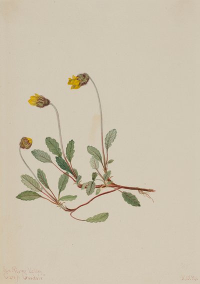  av Mary Vaux Walcott