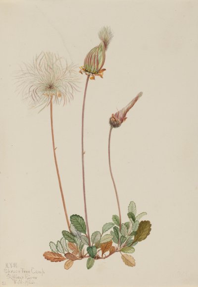  av Mary Vaux Walcott