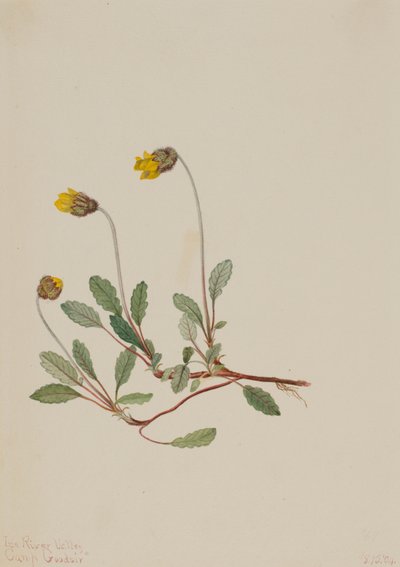 Yellow Dryad Dryas drummondii, 1904. av Mary Vaux Walcott
