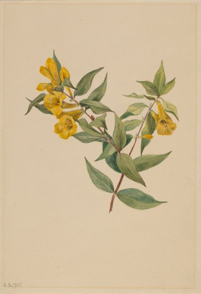  av Mary Vaux Walcott