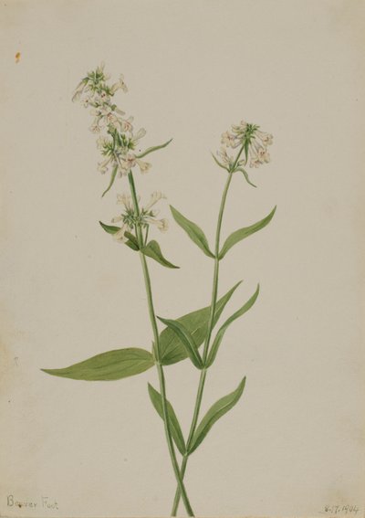  av Mary Vaux Walcott
