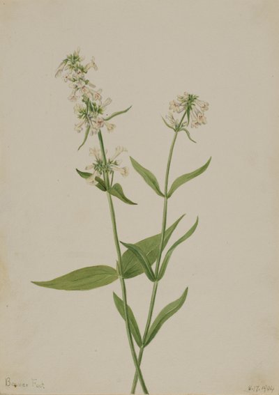 Gul Penstemon Penstemon confertus, 1904. av Mary Vaux Walcott
