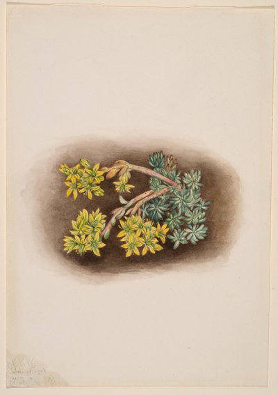  av Mary Vaux Walcott