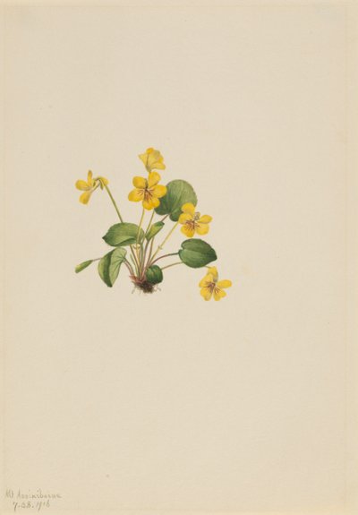  av Mary Vaux Walcott