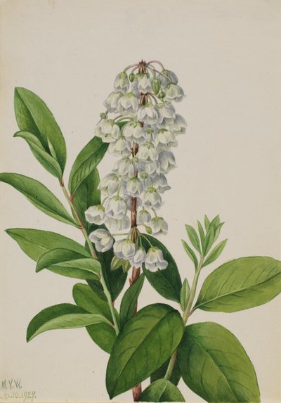 Zenobia Zenobia cassinifolia, 1927. av Mary Vaux Walcott