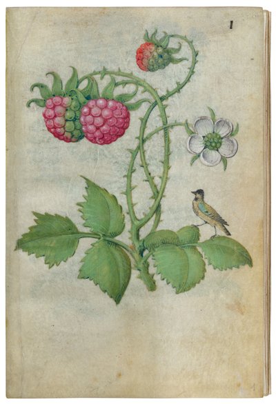 Book of Flower Studies, ca. 1510-1515. av Master of Claude de France
