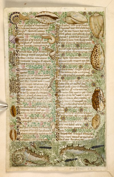 Legge til. 28841, f.3v: Sjøhester, snegler og skjell, fra en avhandling om dyder og laster, og en anonym prosahistorie på Sicilia (fragment), ca. 1330-40 (vellum) av Master of the Cocharelli Codex