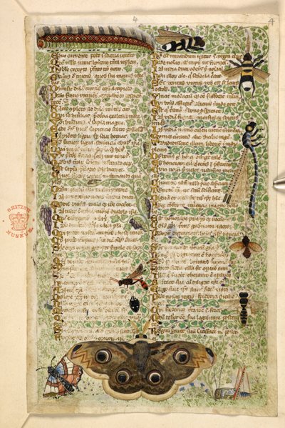 Legge til. 28841, f.4: Veps, møll, øyenstikkere og en larve, fra en avhandling om dyder og laster, og en anonym prosahistorie på Sicilia (fragment), ca. 1330-40 (vellum) av Master of the Cocharelli Codex