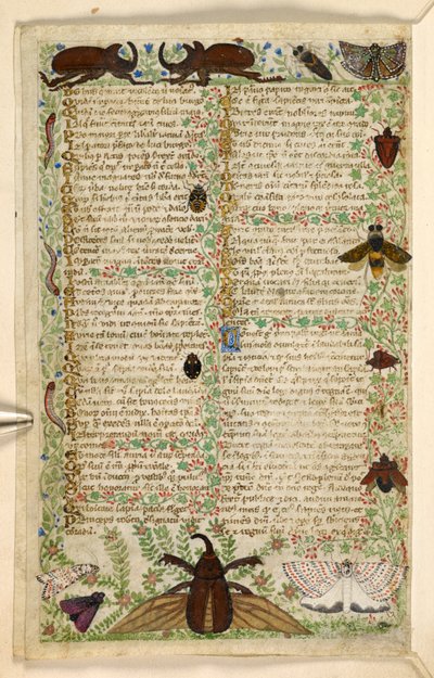 Legge til. 28841, f.4v: Møller og hornbiller, fra en avhandling om dyder og laster, og en anonym prosahistorie på Sicilia (fragment), ca. 1330-40 (vellum) av Master of the Cocharelli Codex
