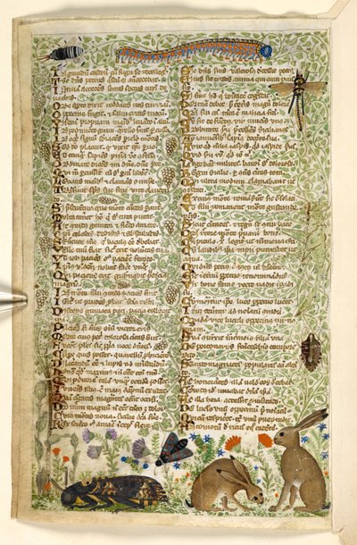 Legge til. 28841, f.6v: Kaniner og insekter, inkludert en larve, øyenstikker og en møll, fra en avhandling om dyder og laster, og en anonym prosahistorie på Sicilia (fragment), ca. 1330-40 (vellum) av Master of the Cocharelli Codex