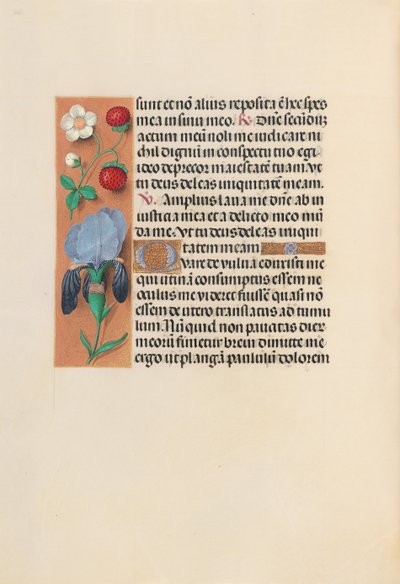 Hours of Queen Isabella the Catholic, Queen of Spain: Fol. 245v, ca. 1500. av Master of the First Prayerbook of Maximillian