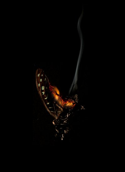  av Mat Collishaw