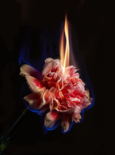 Dukke, 2013 (C-type fotografi) av Mat Collishaw