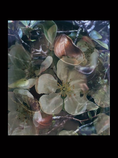  av Mat Collishaw