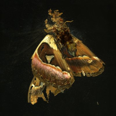  av Mat Collishaw