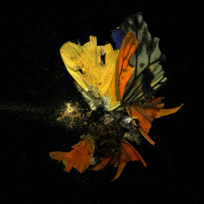  av Mat Collishaw