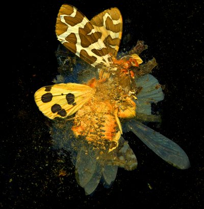  av Mat Collishaw