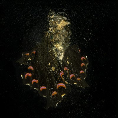  av Mat Collishaw