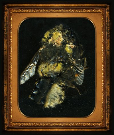  av Mat Collishaw