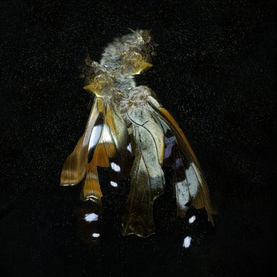  av Mat Collishaw