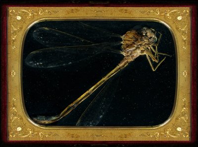  av Mat Collishaw