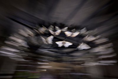  av Mat Collishaw