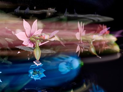  av Mat Collishaw
