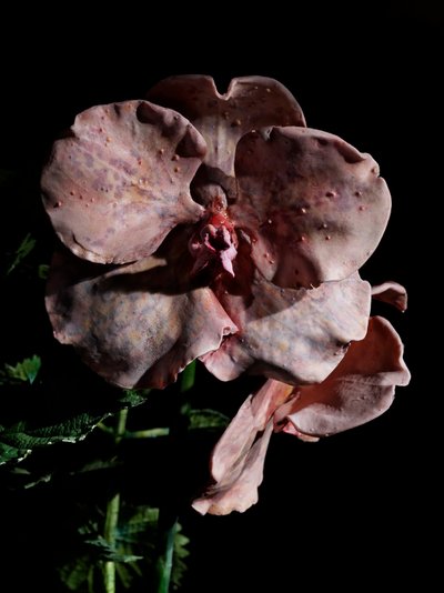 av Mat Collishaw