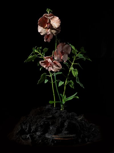  av Mat Collishaw