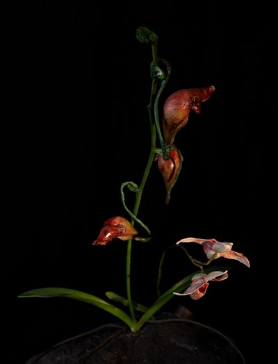  av Mat Collishaw