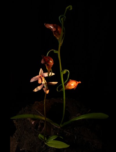  av Mat Collishaw
