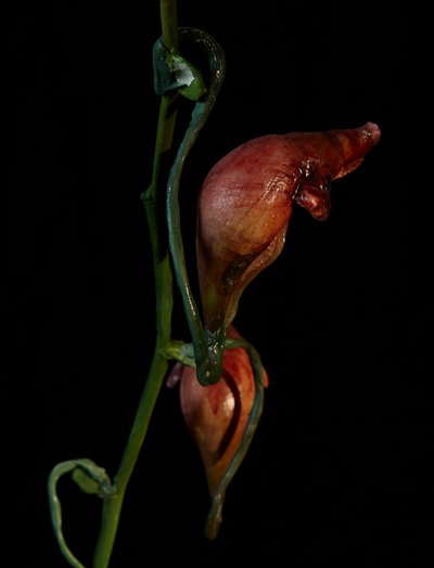  av Mat Collishaw