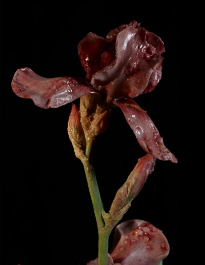  av Mat Collishaw