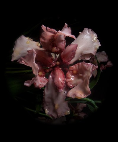  av Mat Collishaw