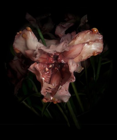 av Mat Collishaw