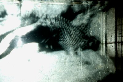  av Mat Collishaw