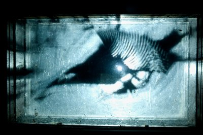  av Mat Collishaw