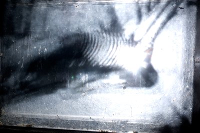  av Mat Collishaw