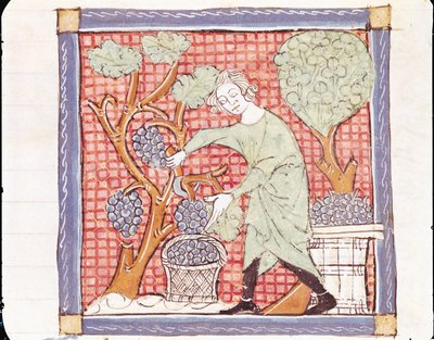 Fol.59r september: Høsten av Matfre Ermengaut