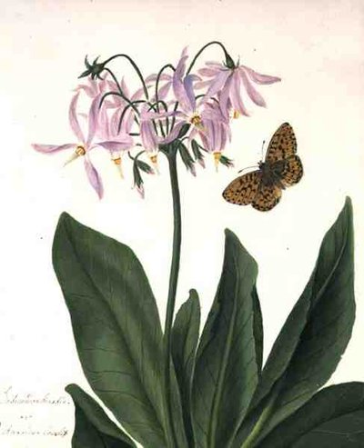 Dodecatheon Meadia and Butterfly (akvarell og gouache over blyant på vellum) av Matilda Conyers