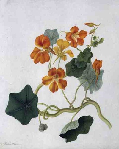 Tropaeolum (akvarell og gouache over blyant på vellum) av Matilda Conyers