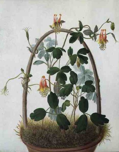 Tropaeolum Tuberosum (akvarell og gouache over blyant på vellum) av Matilda Conyers