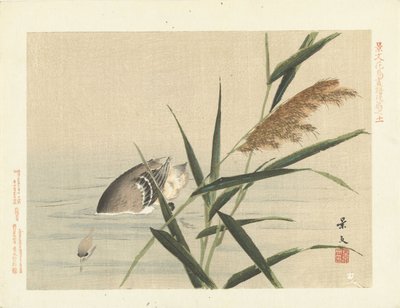 Dykkerand etter siv Blomster- og fugleskisser fra Keibun - del tre (serietittel) Keibun kacho gafu kohen (serietittel på objekt) av Matsumura Keibun
