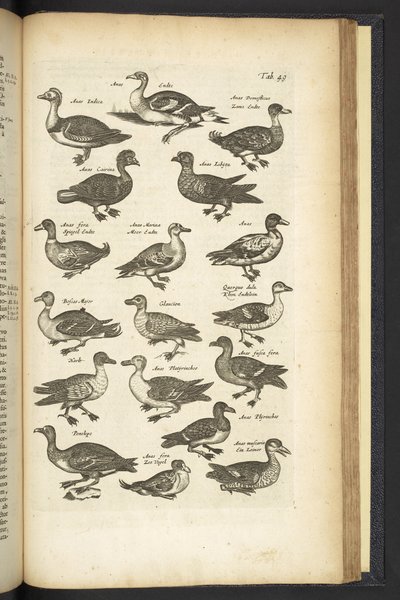 Tab 49, Ender, illustrasjon fra "Firebeintes naturhistorie" av Mattaus the Younger Merian