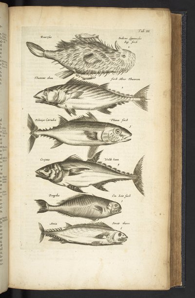 Tab III, tunfisk, illustrasjon fra 