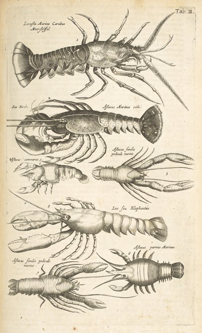 Tab II, Hummer, Illustrasjon fra fra "Firebeintes naturhistorie" av Mattaus the Younger Merian