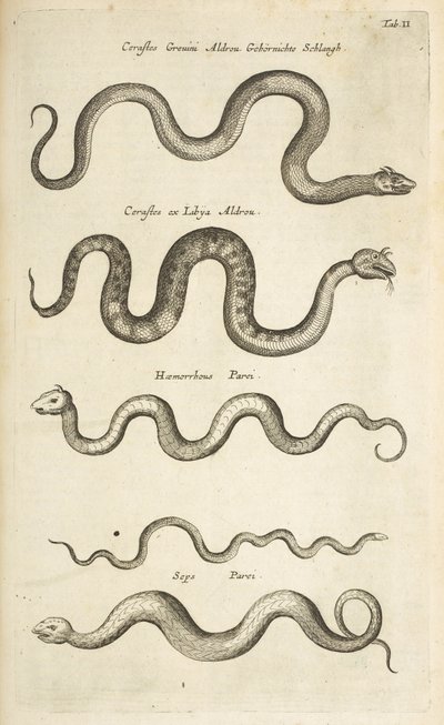 Tab II, Snakes, Illustrasjon fra fra "Natural history of quadrupeds" av Mattaus the Younger Merian