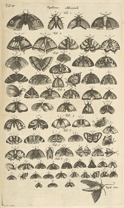 Tab. IV, Sommerfugler og møll, illustrasjon fra "Firebeintes naturhistorie" av Mattaus the Younger Merian