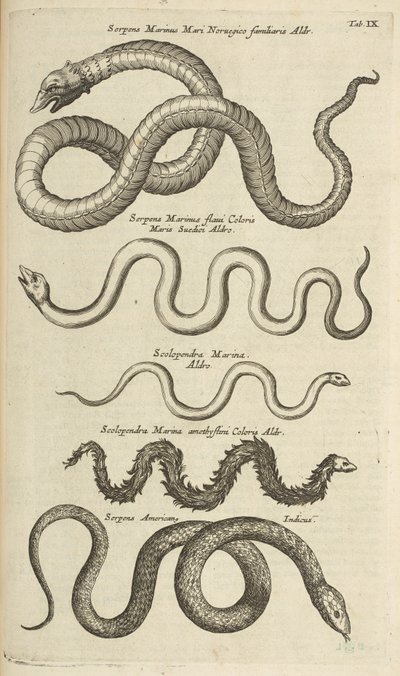 Tab IX, Sea Snakes, Illustrasjon fra "Natural history of quadrupeds" av Mattaus the Younger Merian